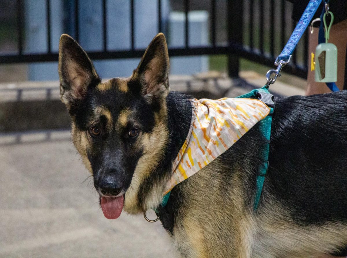 A German Shepherd checks out the sights and sounds of Scudamore Field.