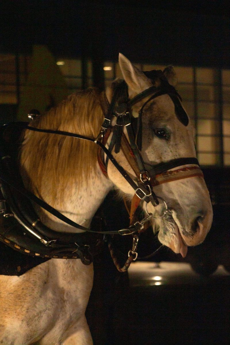 Students enjoyed carriage rides at Winterfest.